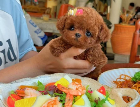 SEVİMLİ YÜZ TOY POODLE BEBEKLERİM - 11575 - Görsel 4