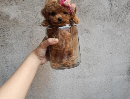 ADRESE TESLİM TOY POODLE BEBEKLERİM - 11579 - Görsel 3
