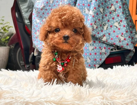 ADRESE TESLİM TOY POODLE BEBEKLERİM - 11579 - Görsel 4