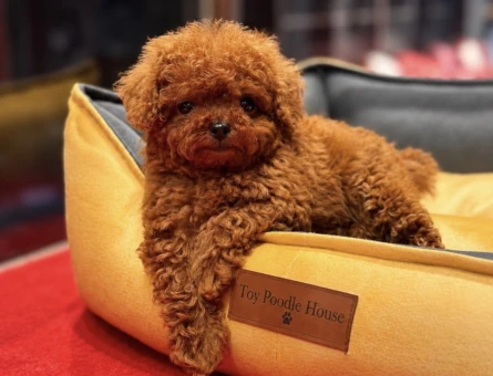 MICRO BOY TOY POODLE - 11587