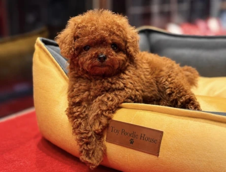 MICRO BOY TOY POODLE - 11587 - Görsel 3