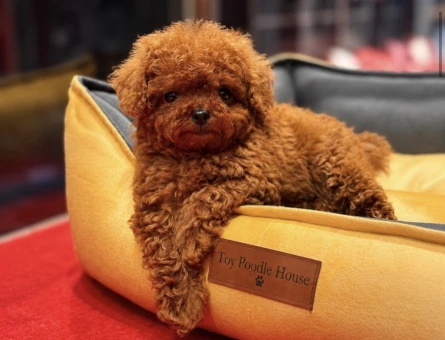 MICRO BOY TOY POODLE - 11587 - Görsel 4