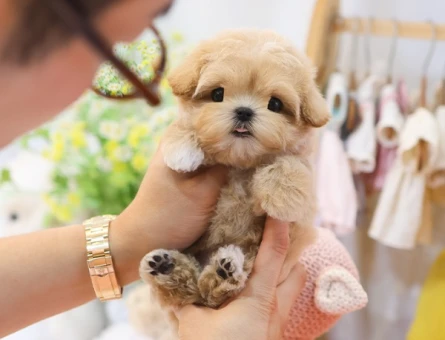 TATLILIK VE MUTLULUK KAYNAGI KORE MICRO POODLE YAVRULARIM - 11622