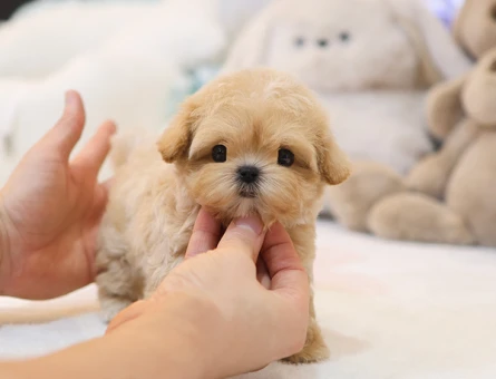 TATLILIK VE MUTLULUK KAYNAGI KORE MICRO POODLE YAVRULARIM - 11622 - Görsel 3