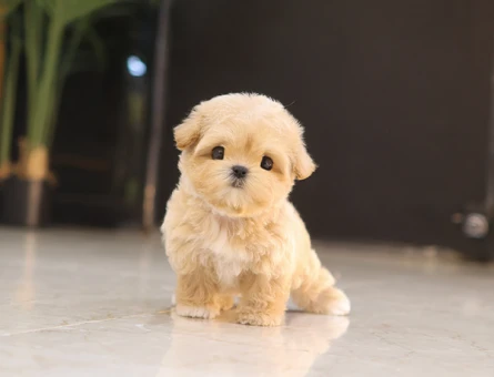 TATLILIK VE MUTLULUK KAYNAGI KORE MICRO POODLE YAVRULARIM - 11622 - Görsel 4