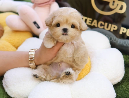 TATLILIK VE MUTLULUK KAYNAGI KORE MICRO POODLE YAVRULARIM - 11622 - Görsel 5