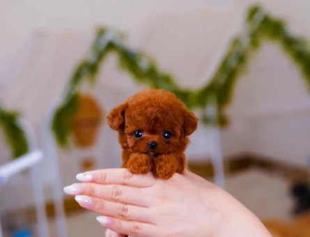 GERCEK MICRO POODLE YAVRULARIM - 11624