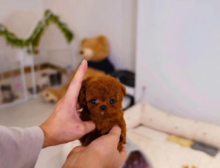 GERCEK MICRO POODLE YAVRULARIM - 11624 - Görsel 3