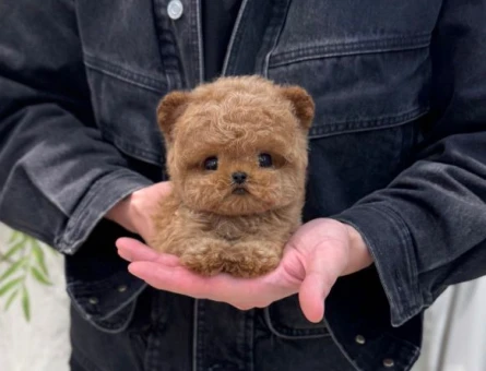 HERKESIN GOZDESI TOY POODLE BEBEKLERIMIZ - 11625