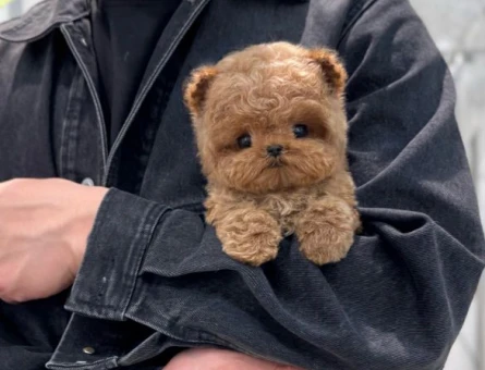 HERKESIN GOZDESI TOY POODLE BEBEKLERIMIZ - 11625 - Görsel 3