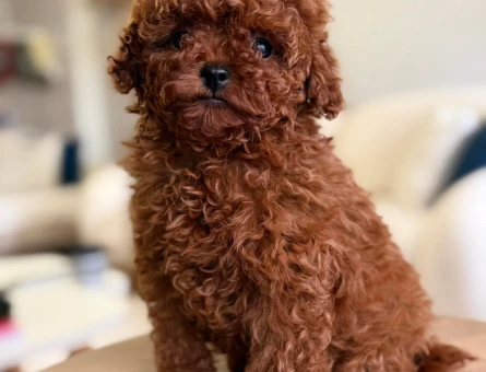 Yuvasını Bekleyen Safkan Toy Poodle Bebekleri - 11635 - Görsel 3
