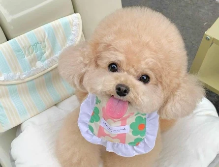 SHOW KALİTE TOY POODLE BEBEKLERİM - 11638