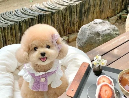 SHOW KALİTE TOY POODLE BEBEKLERİM - 11638 - Görsel 3