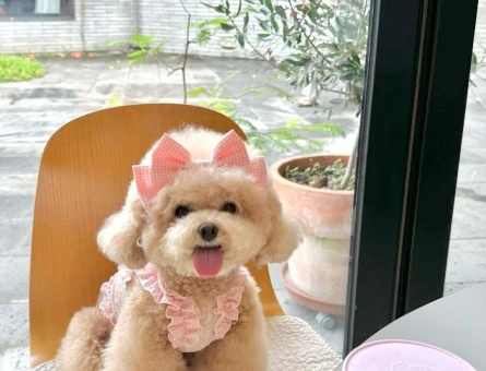 SHOW KALİTE TOY POODLE BEBEKLERİM - 11638 - Görsel 4