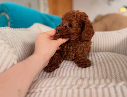 TEACUP POODLE RED BROWN EN KÜÇÜK BEBEKLER - 11639