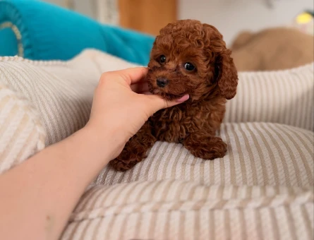 TEACUP POODLE RED BROWN EN KÜÇÜK BEBEKLER - 11639 - Görsel 3