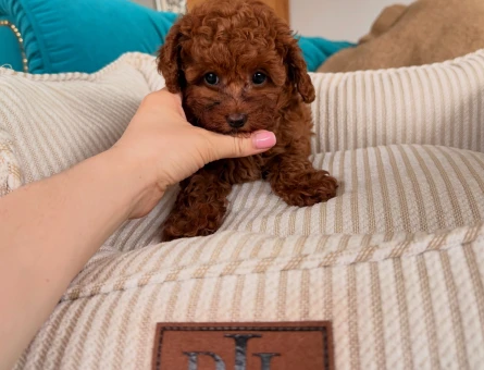 TEACUP POODLE RED BROWN EN KÜÇÜK BEBEKLER - 11639 - Görsel 4
