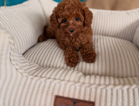 TEACUP POODLE RED BROWN EN KÜÇÜK BEBEKLER - 11639 - Görsel 5
