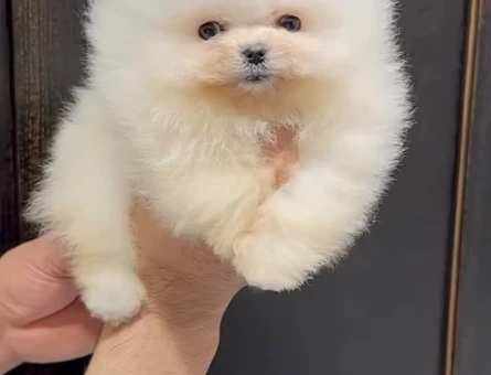 2 Aylık Pomeranian Boo Bayb Face Yavrularımız - 11653