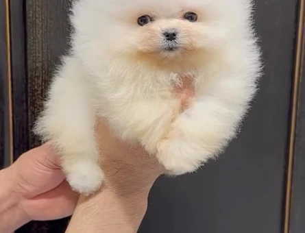 2 Aylık Pomeranian Boo Bayb Face Yavrularımız - 11653 - Görsel 3