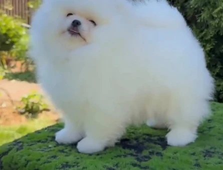 2 Aylık Pomeranian Boo Bayb Face Yavrularımız - 11654 - Görsel 3