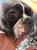 7 yaşında bir boston terier köpeğimiz var ufak ırk burun bölgesinde 2 ay kadar önce nohut tanesi kadar bir sivilce oluştu birde çene altında var o daha ufak kan toplamış bir şekilde bunun içi