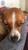 Dişi Şivava köpeğime kaç kiloluk eş bulmalıyım?