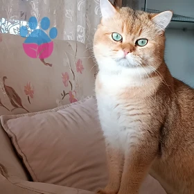 <p>Merhaba bizimde golden kedımız var&nbsp; Pendik&#39;te oturuyoruz</p>