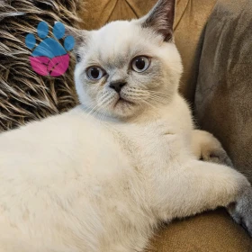 <p>merhaba başakşehirde oturuyorum benimde erkek blue point kedim var 1 yaşında &ccedil;iftleştirmek istiyorum. İletişime ge&ccedil;ebiliriz. İletişim 0534 313 01 63&nbsp;</p>