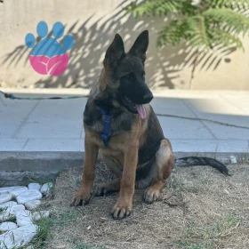 Oğlum saf Belçika kurdu mu?