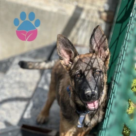 Oğlum saf Belçika kurdu mu?