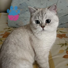 Merhaba, British silver oğlumuza dişi arıyoruz.