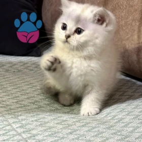 Merhaba, British silver oğlumuza dişi arıyoruz.