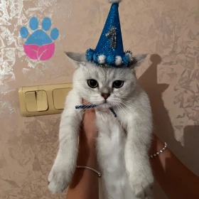 Merhaba, British silver oğlumuza dişi arıyoruz.