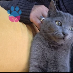 Acaba kedimin ırkı hakkında bilgisi olan pati severler varmı? 🙏🏼♥️🙏🏼