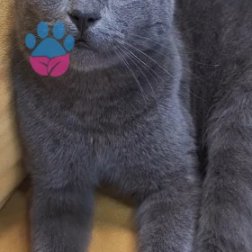 Acaba kedimin ırkı hakkında bilgisi olan pati severler varmı? 🙏🏼♥️🙏🏼