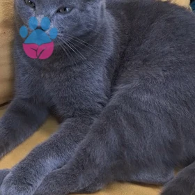 Acaba kedimin ırkı hakkında bilgisi olan pati severler varmı? 🙏🏼♥️🙏🏼