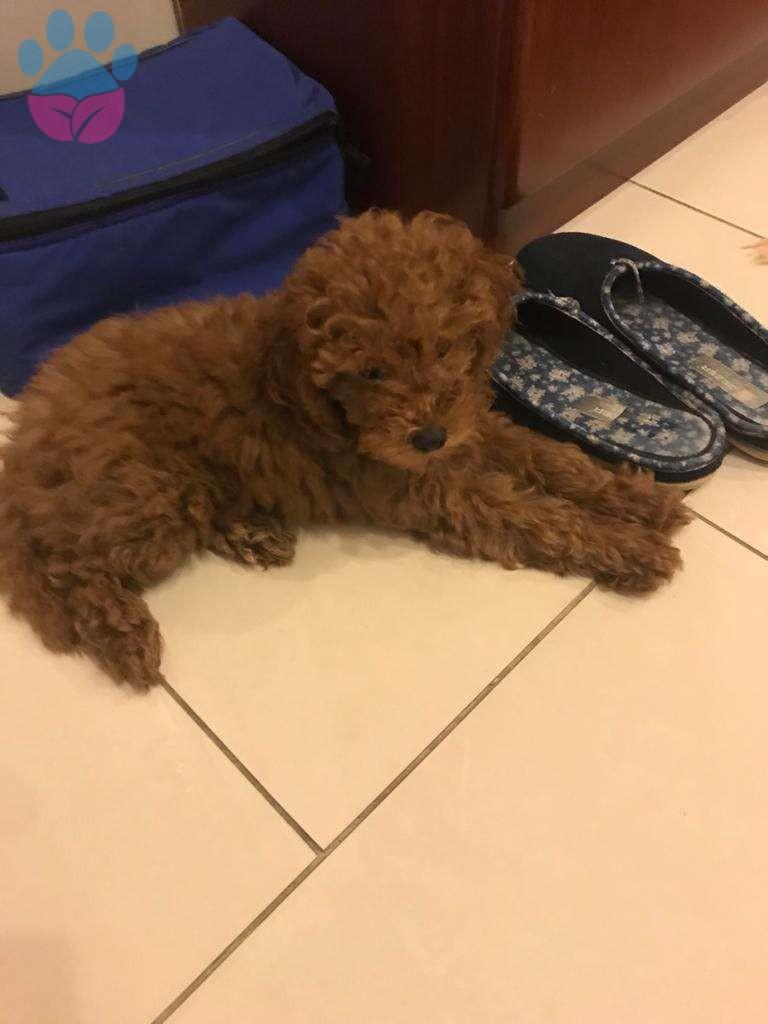 Köpek Sahibi Olmak İsteyenlerin Bilmesi Gereken Temel Şeyler Köpek Sahibi Olmak İsteyenlerin Bilmesi Gereken Temel Şeyler