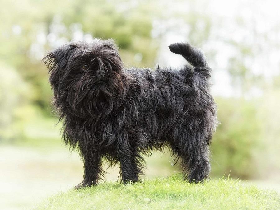 Affenpinscher Köpek Irkı Özellikleri, Karakteri, Bakımı ve Beslenmesi Affenpinscher Köpek Irkı Özellikleri, Karakteri, Bakımı ve Beslenmesi