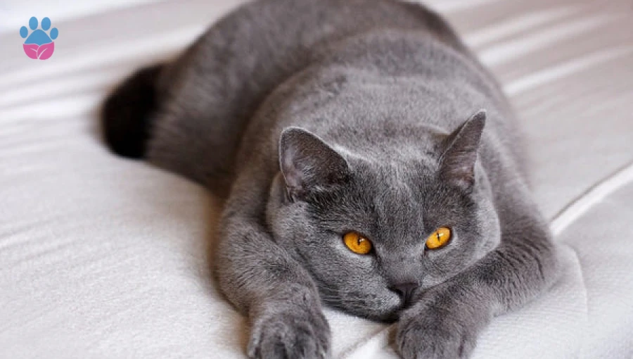 British Shorthair Fiyatları: 2025 British Shorthair Yavru Kedi Fiyatları