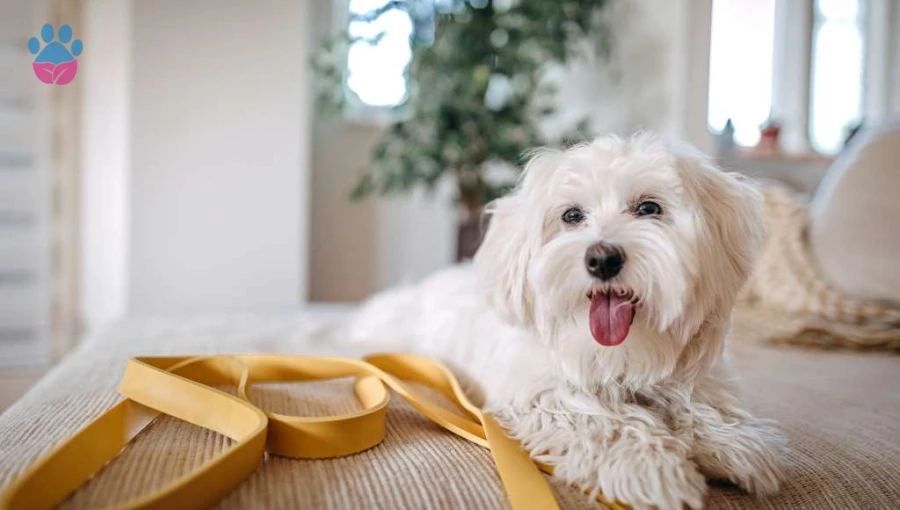 Maltese Terrier Havlar mı?