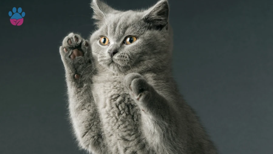 British Shorthair Eklem Ağrısı Olur Mu, Nasıl Anlaşılır?