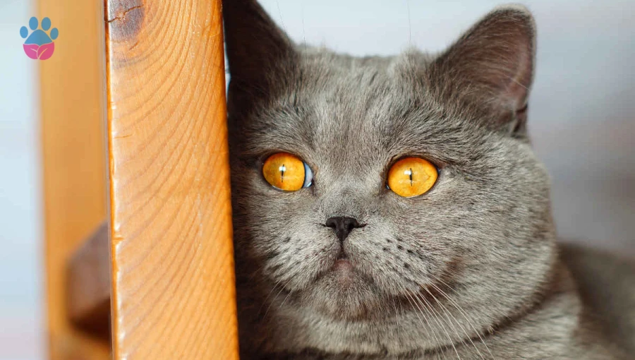 British Shorthair Kediler Mantar Hastalığı Belirtileri