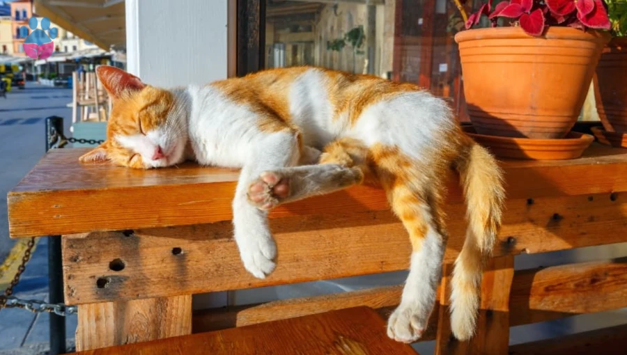 Sıcaktan Bunalan Kedileri Serinletme Yolları