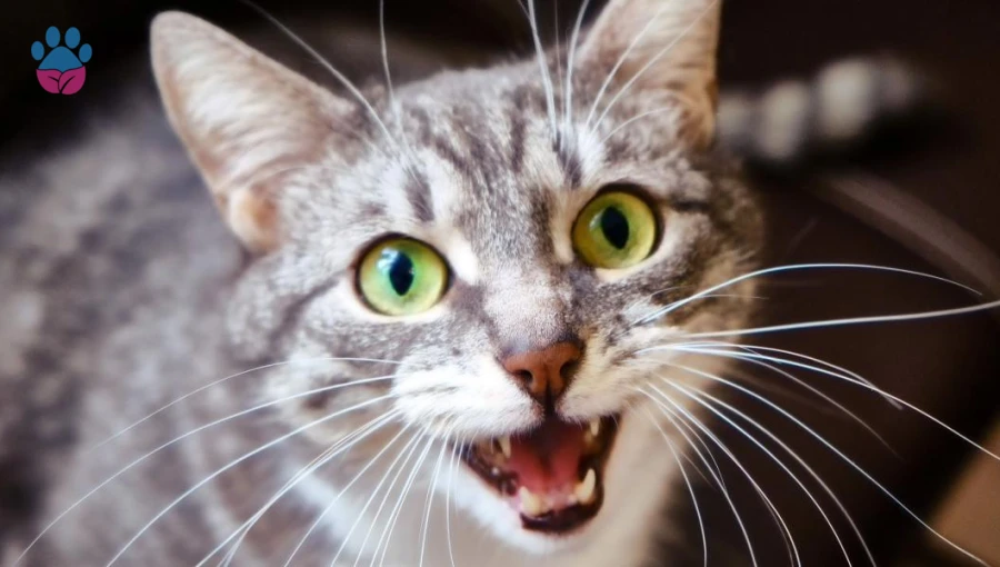 Kedilerde Travma Belirtileri: Kedi Travması Nasıl Anlaşılır