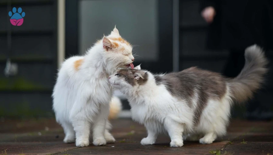 Yeni Kedi Sahiplenme: Kedileri Birbirine Alıştırma Yolları Yeni Kedi Sahiplenme: Kedileri Birbirine Alıştırma Yolları