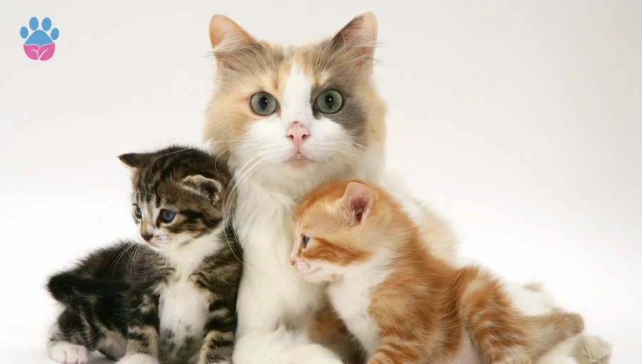 Yavru Kedi Annesinden Ne Zaman Ayrılmalı