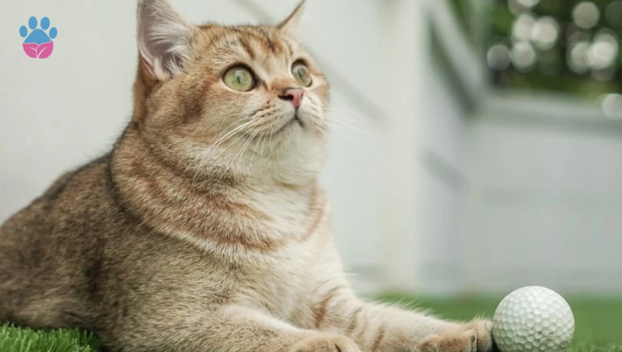 British Shorthair Ömrü: British Shorthair Kaç Yıl Yaşar? British Shorthair Ömrü: British Shorthair Kaç Yıl Yaşar?