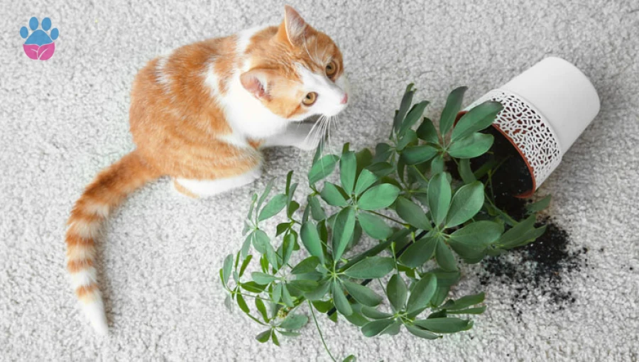 Kedilerin Bitki Yemesi: Kedileri Bitkilerden Uzak Tutma Yolları Kedilerin Bitki Yemesi: Kedileri Bitkilerden Uzak Tutma Yolları