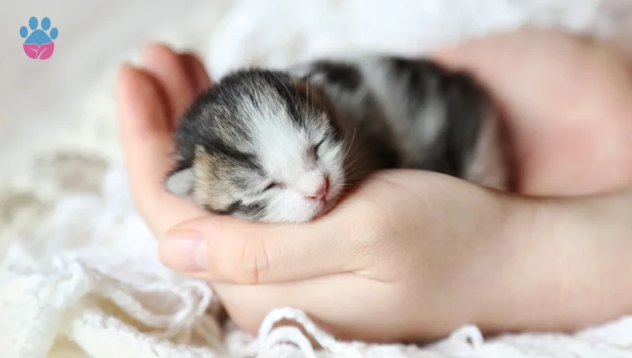 Annesiz Yavru Kedi Bakımı Nasıl Yapılır Annesiz Yavru Kedi Bakımı Nasıl Yapılır